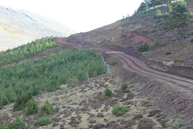pista-forestal