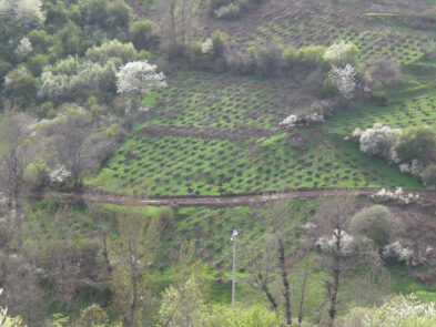 repoblacion-forestal-ahoyado-mecánico