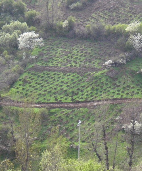 repoblacion-forestal-ahoyado-mecánico